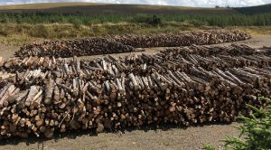 North West Timber