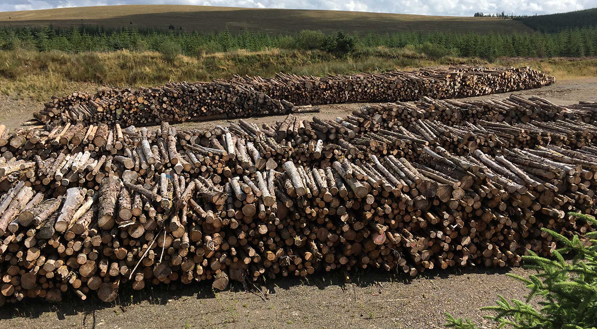 North West Timber